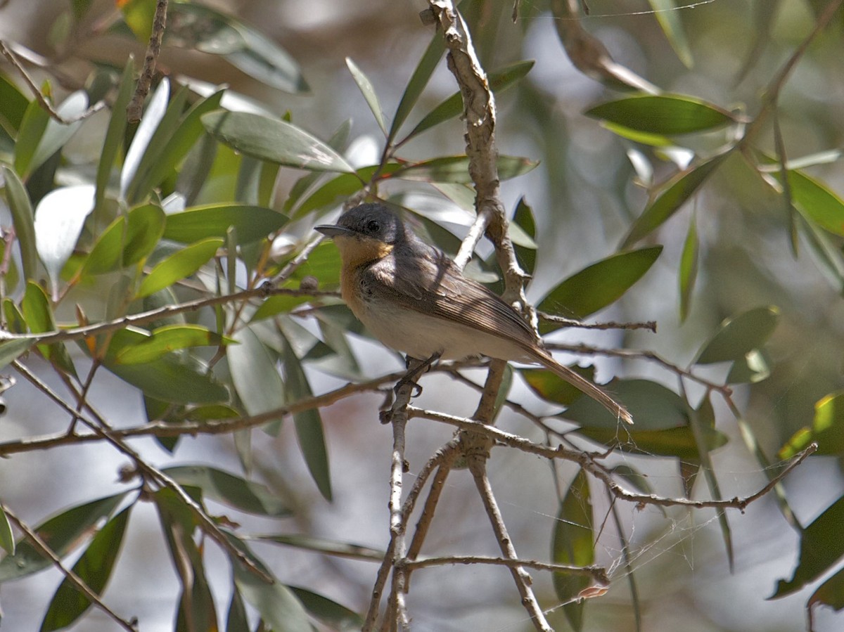 Leaden Flycatcher - Ron Shrieves