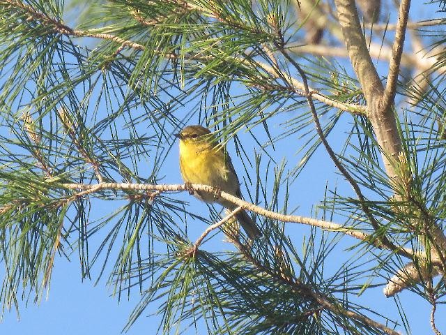 Yellow-throated Vireo - ML145317531