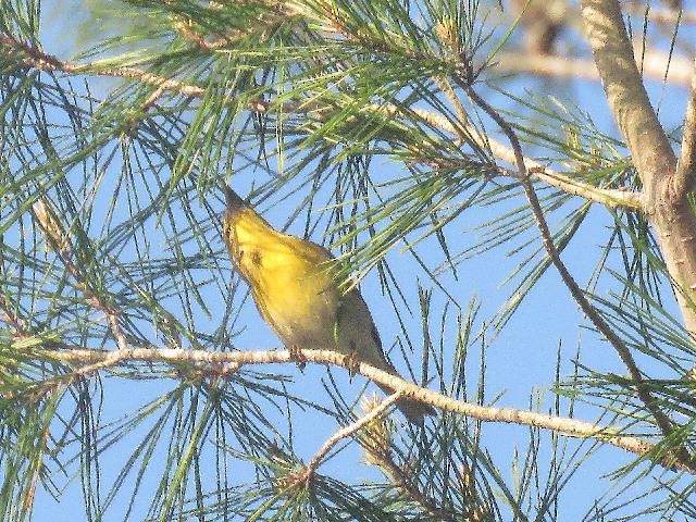 Vireo Gorjiamarillo - ML145317551