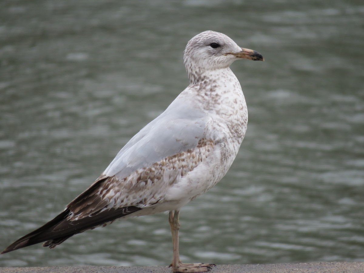 Ring-billed Gull - Cole DiFabio