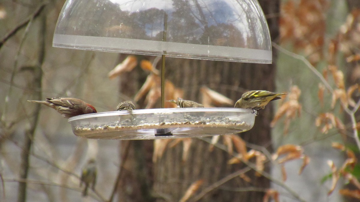 Pine Siskin - ML145318561