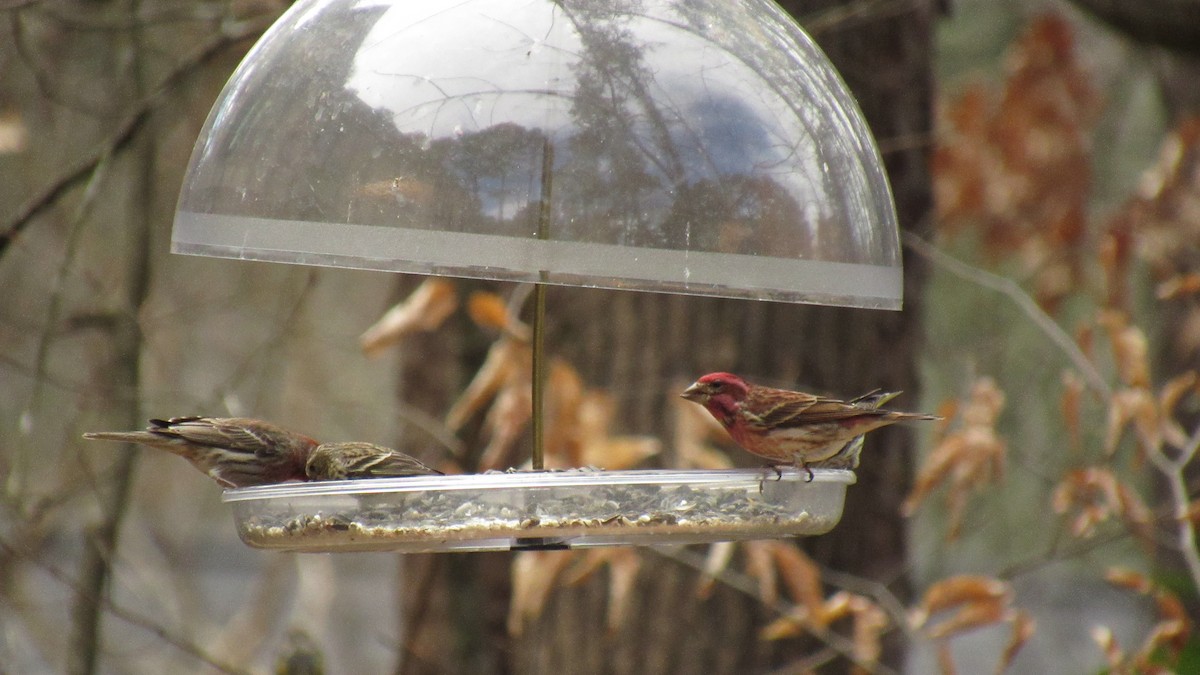 House Finch - ML145318701