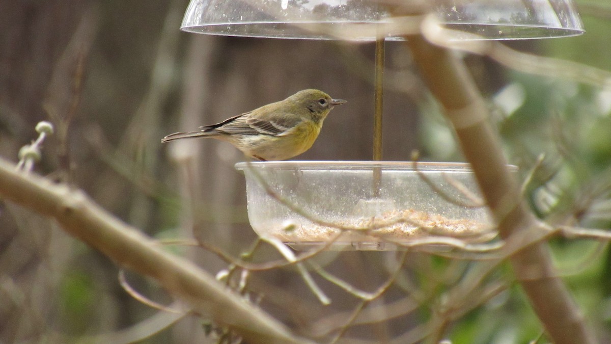 Pine Warbler - ML145318731