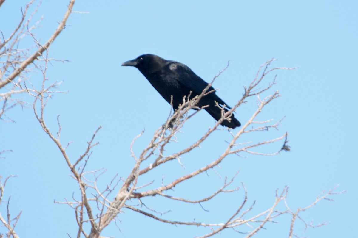 American Crow - ML145318771