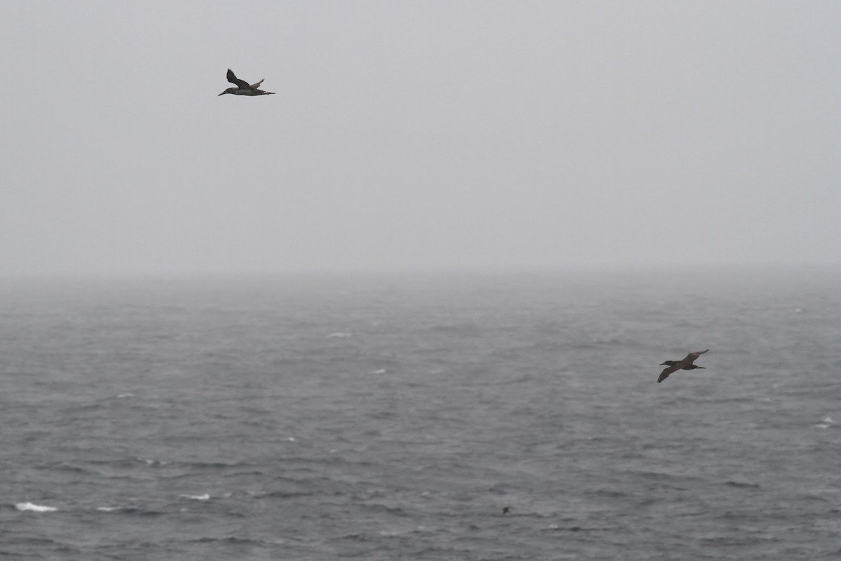 Northern Gannet - ML145318861