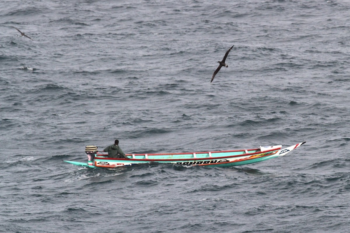 Northern Gannet - ML145319061