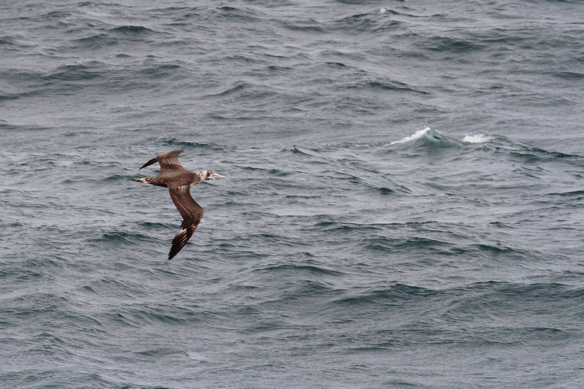 Northern Gannet - ML145319171