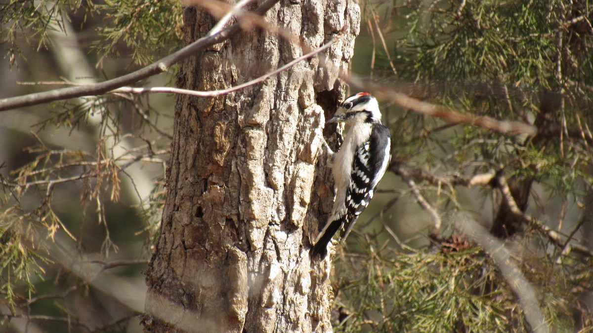 Downy Woodpecker - ML145319241