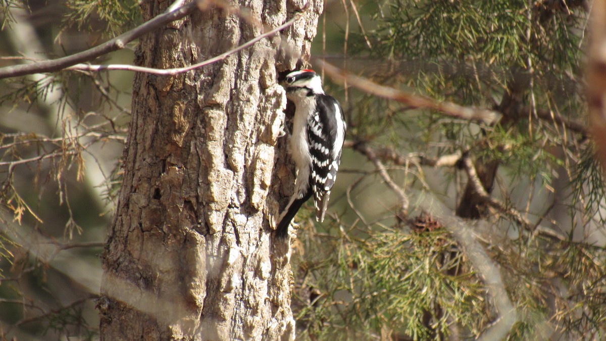 Downy Woodpecker - ML145319251