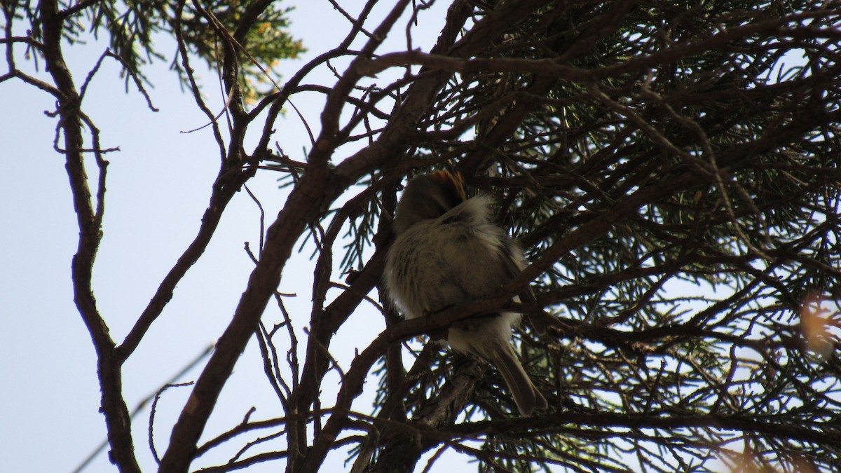 Golden-crowned Kinglet - ML145319261