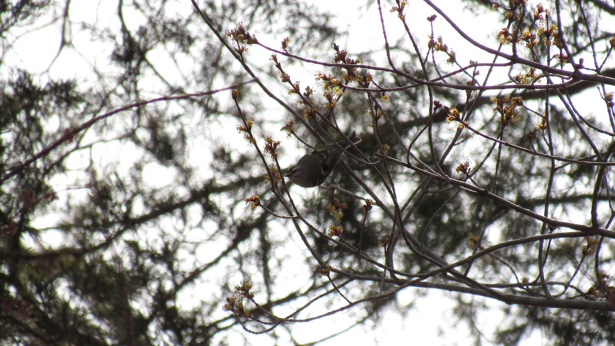 Golden-crowned Kinglet - ML145319281