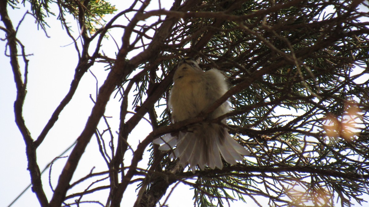 Golden-crowned Kinglet - ML145319291