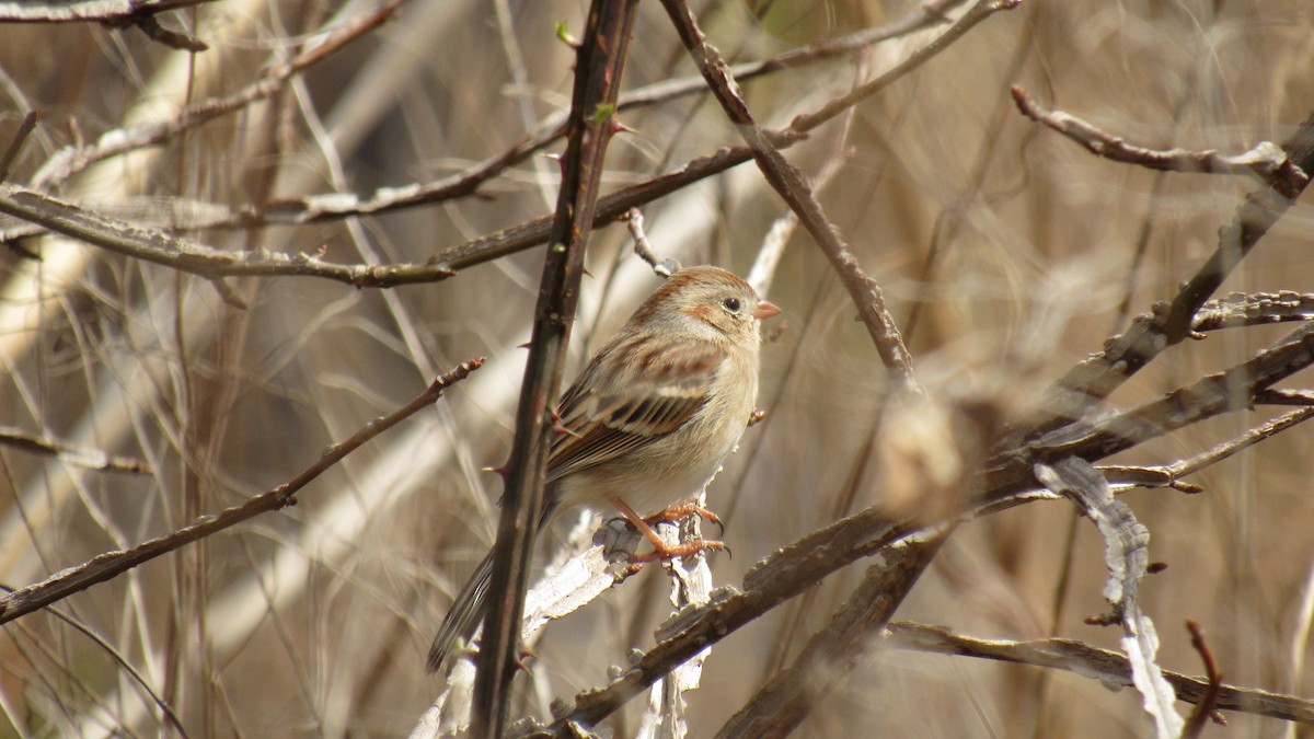 Field Sparrow - ML145319381