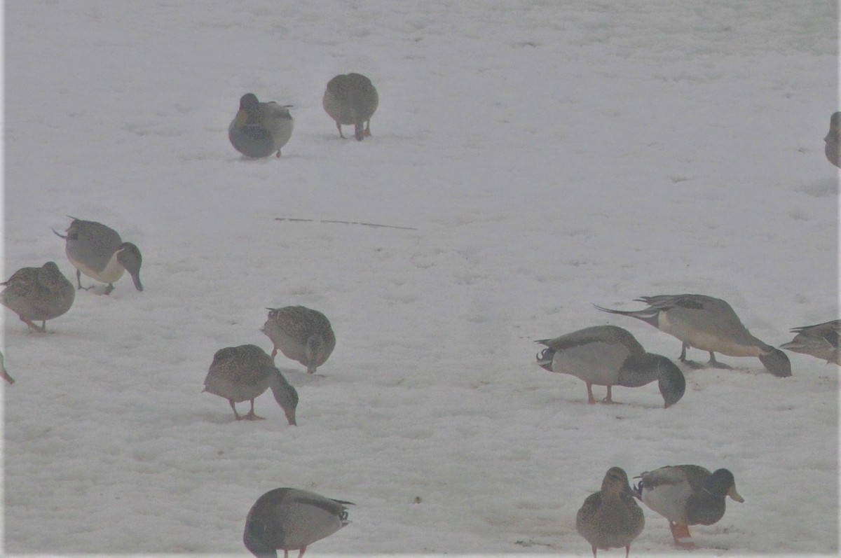 Northern Pintail - ML145319401