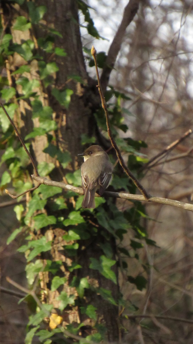 Eastern Phoebe - ML145319431