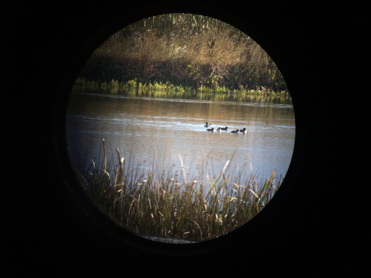 Bufflehead - Mike Taylor