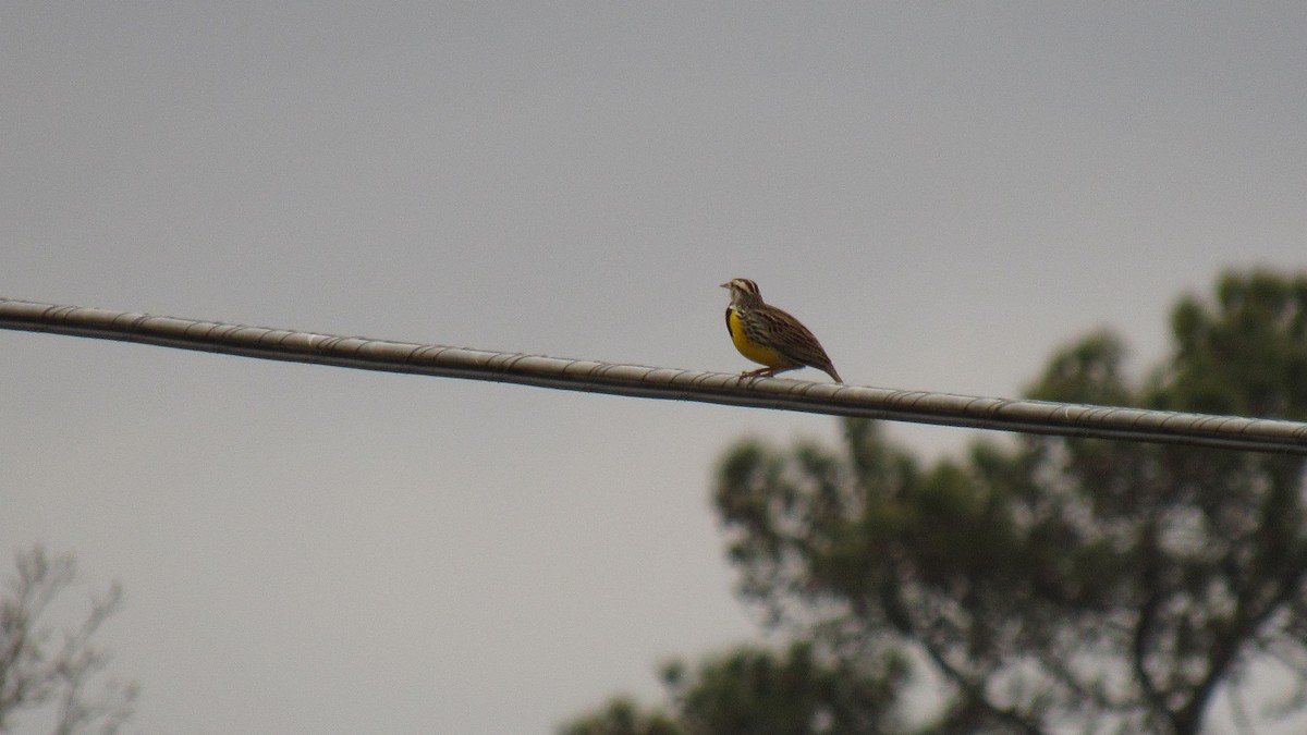 Eastern Meadowlark - ML145321201