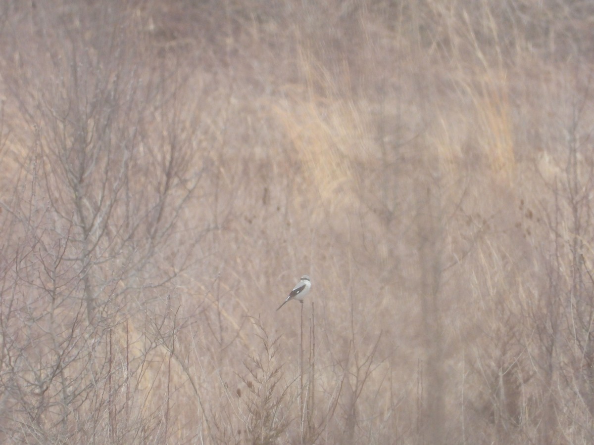 Northern Shrike - ML145321311