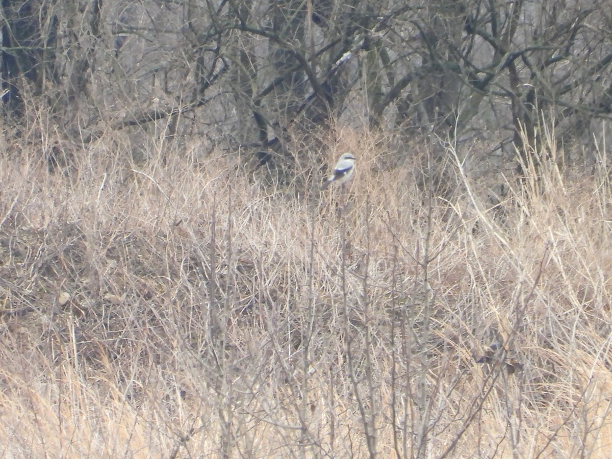 Northern Shrike - ML145321321