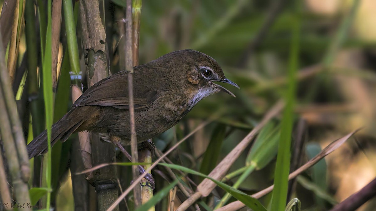 Marsh Babbler - Rahul Kumar