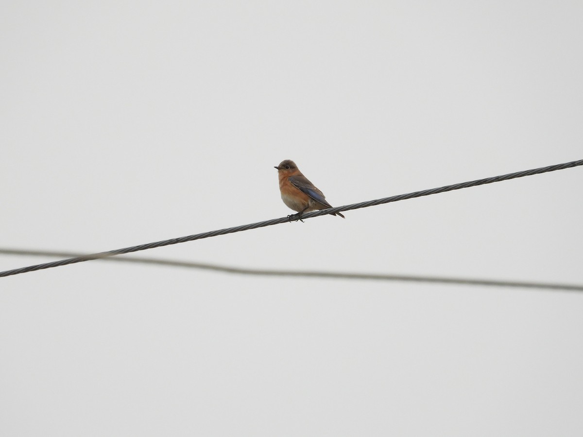 Eastern Bluebird - ML145321631