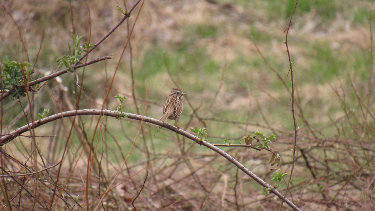 Song Sparrow - ML145321701