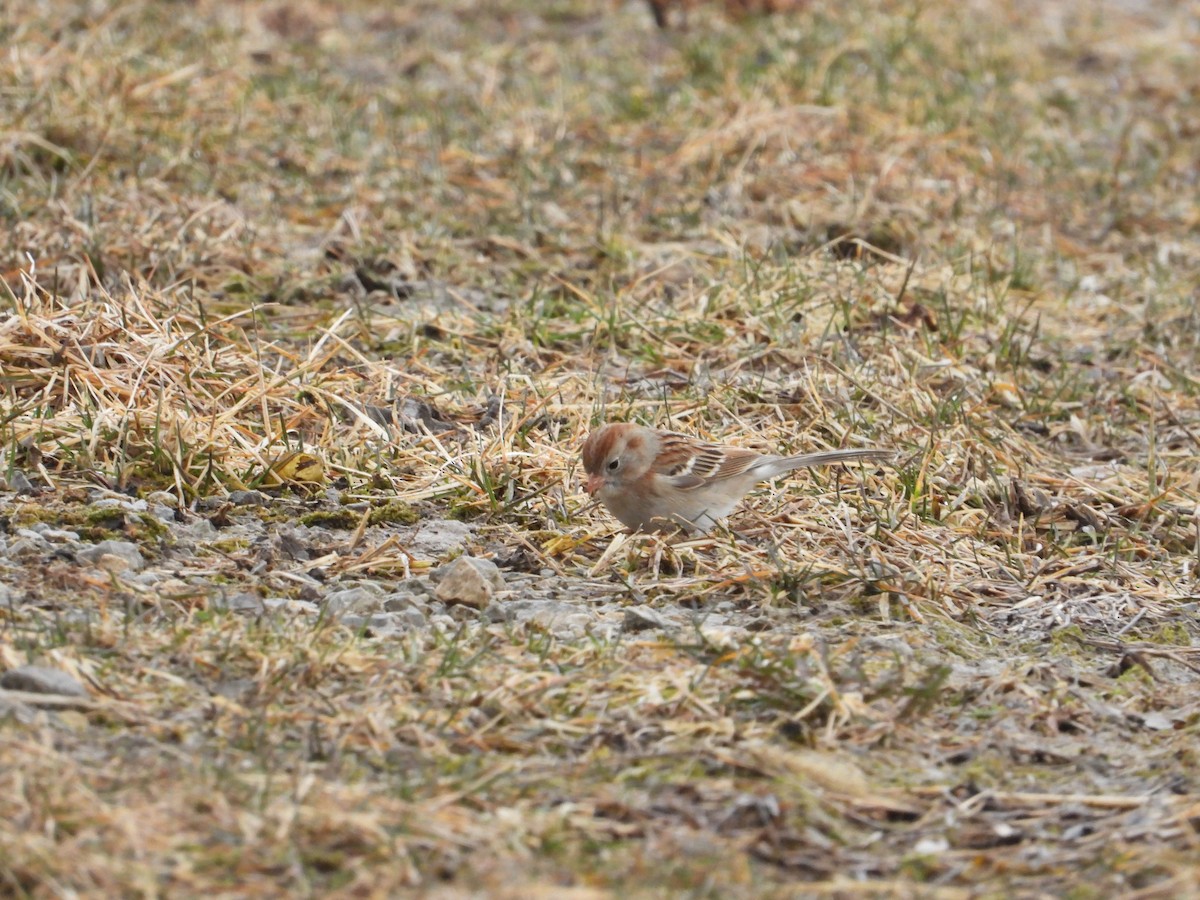 Field Sparrow - ML145321841