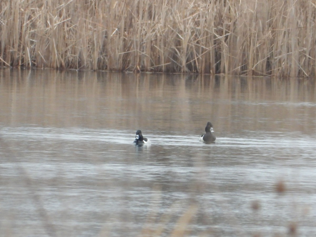 Ring-necked Duck - ML145321881