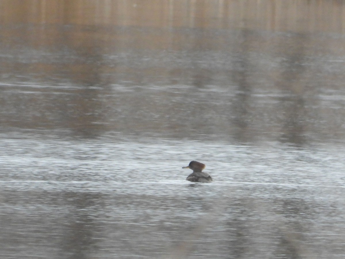 Hooded Merganser - ML145321951