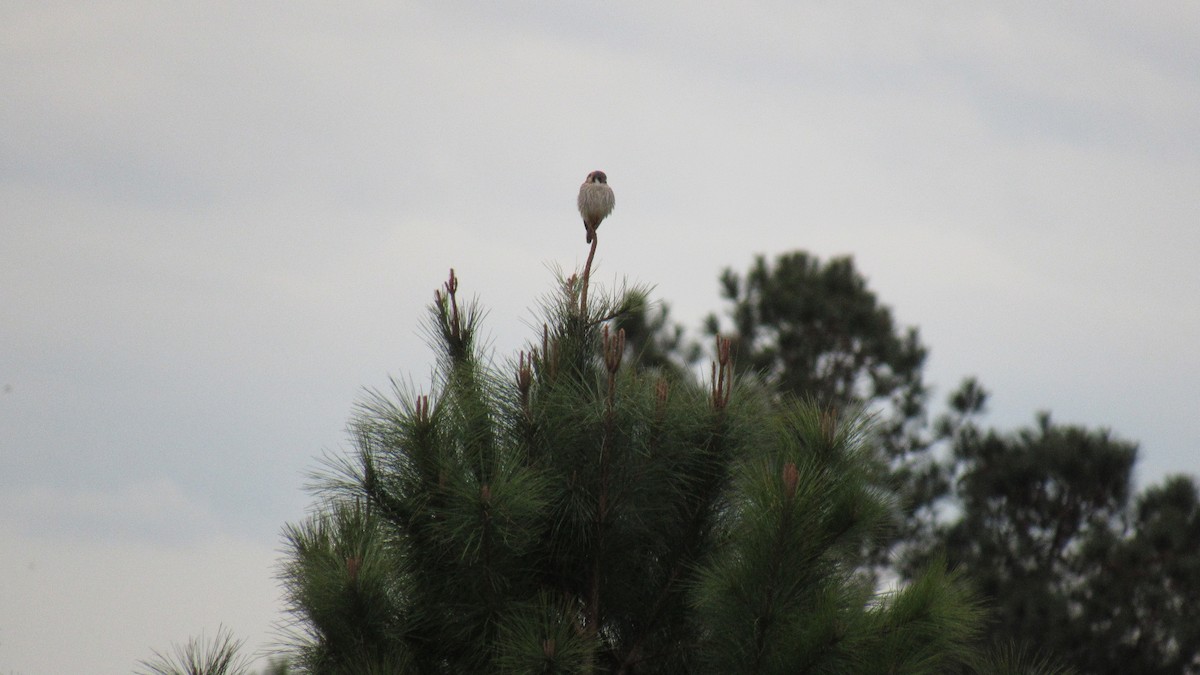 American Kestrel - ML145322161