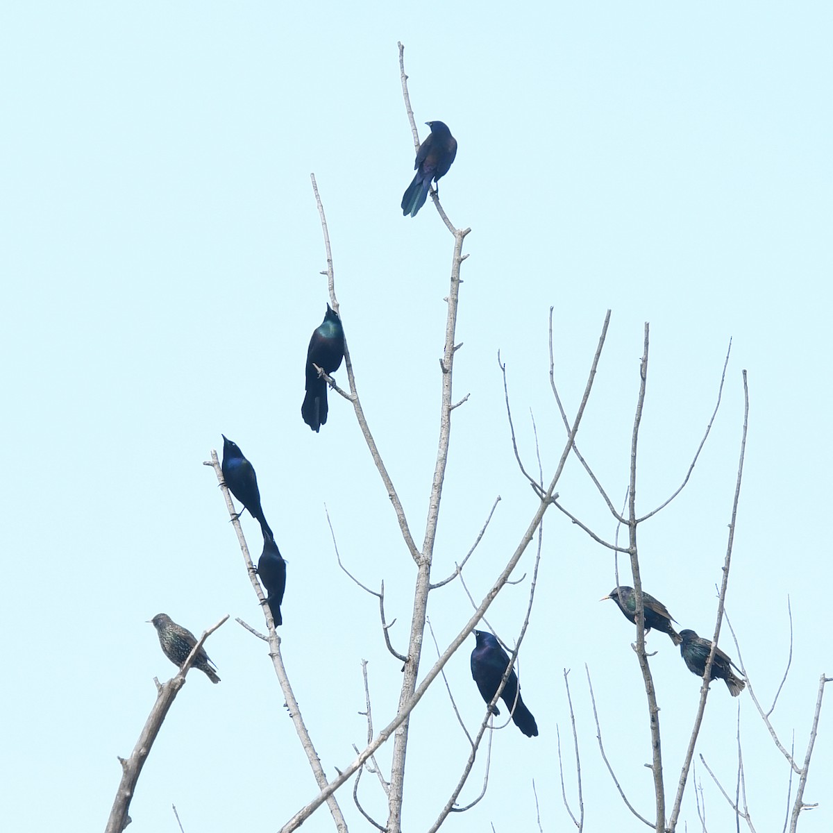 Common Grackle - ML145322421