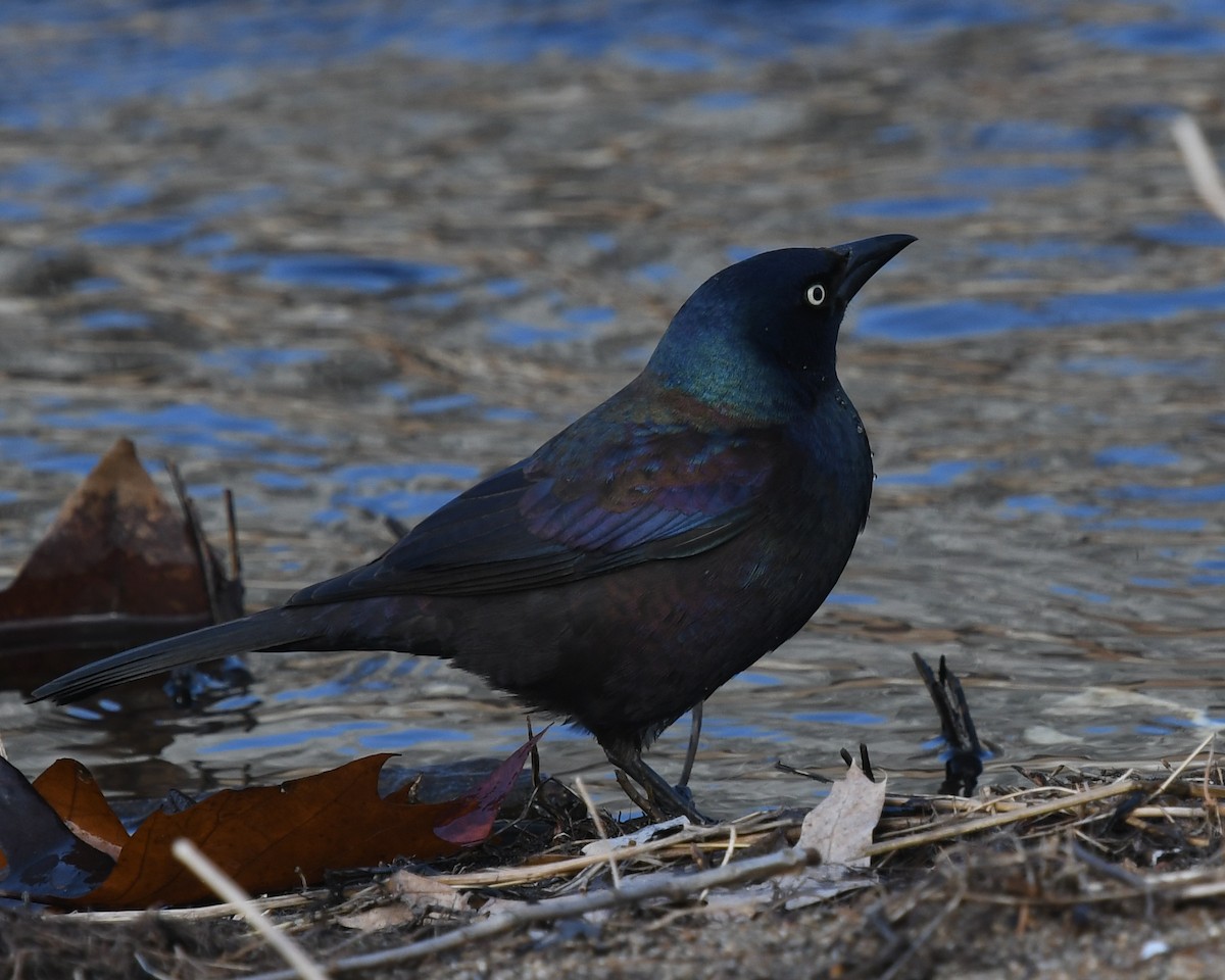 Common Grackle - ML145322491