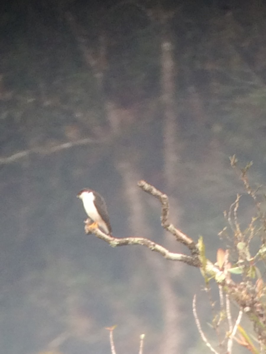 Sharp-shinned Hawk (White-breasted) - ML145322841