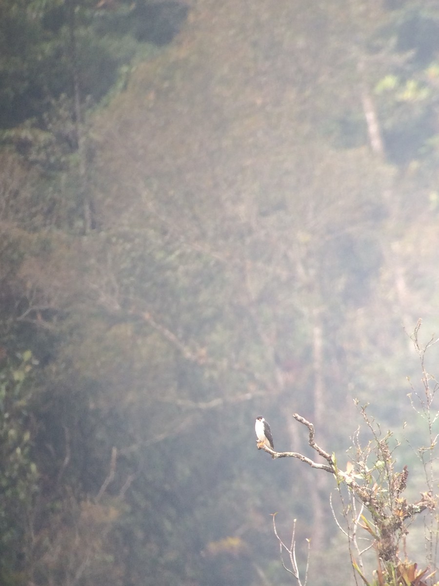 Sharp-shinned Hawk (White-breasted) - ML145322891