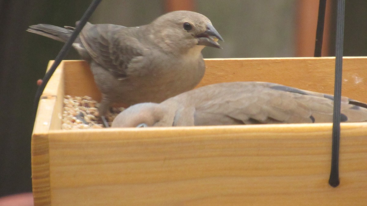 Brown-headed Cowbird - ML145323431