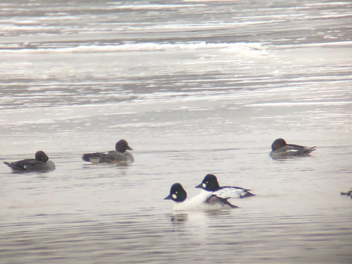 Common Goldeneye - ML145323711