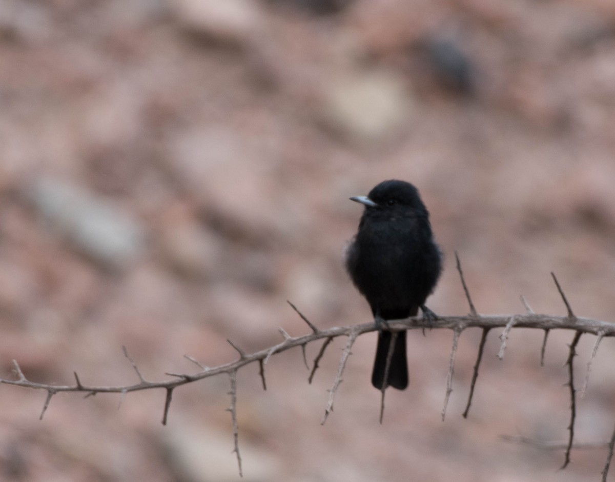 White-winged Black-Tyrant - ML145326211