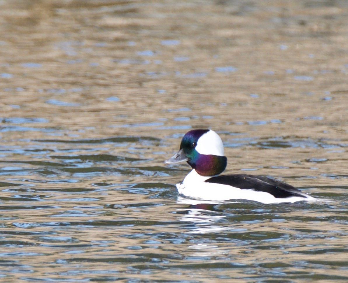 Bufflehead - ML145327371