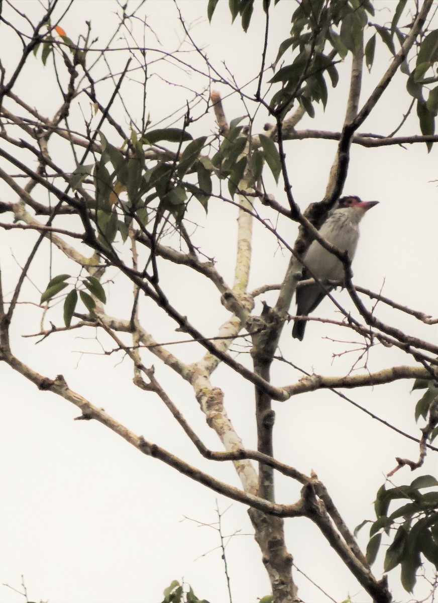 Black-tailed Tityra - ML145329631