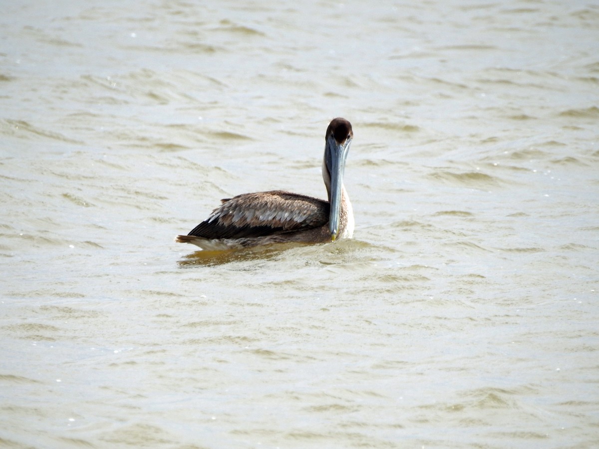 Brown Pelican - ML145331811