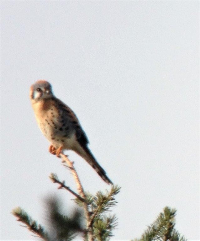 American Kestrel - ML145332141