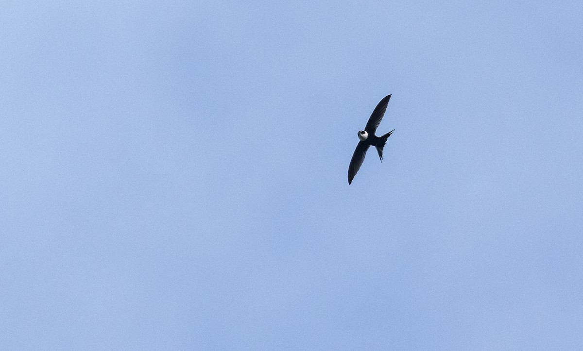 Lesser Swallow-tailed Swift - ML145332511