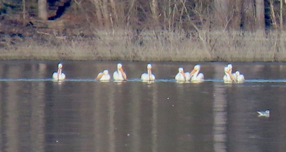 American White Pelican - ML145332721