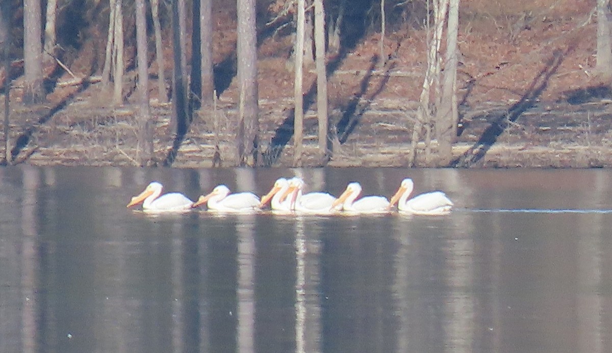 American White Pelican - ML145332761