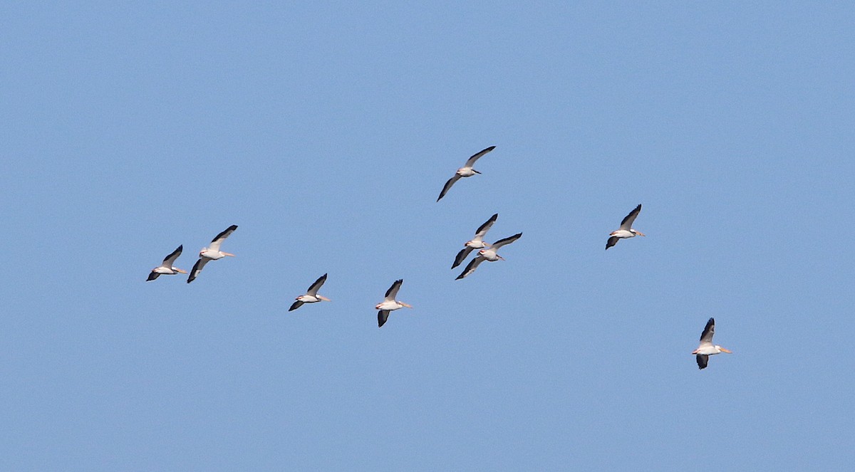 American White Pelican - ML145332801