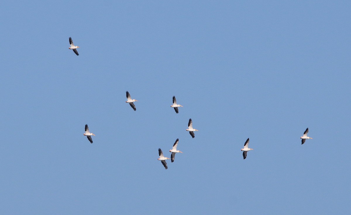 American White Pelican - ML145332811