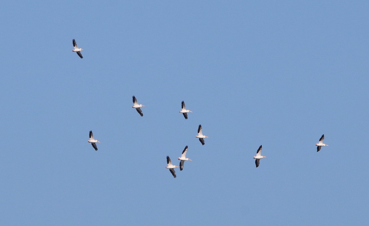 American White Pelican - ML145332811