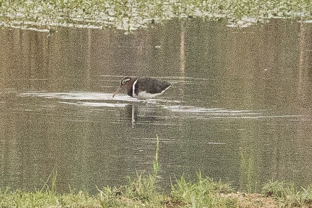 Greater Painted-Snipe - ML145332871
