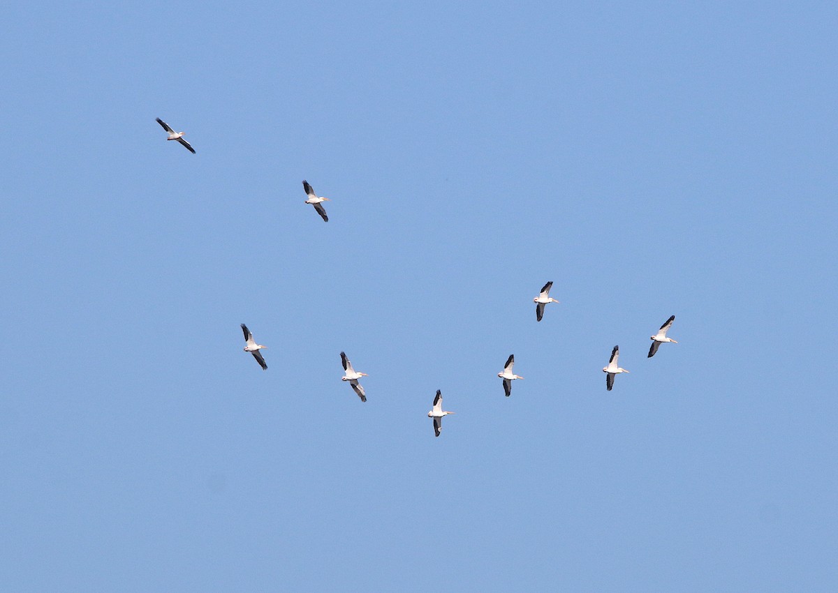 American White Pelican - ML145332921