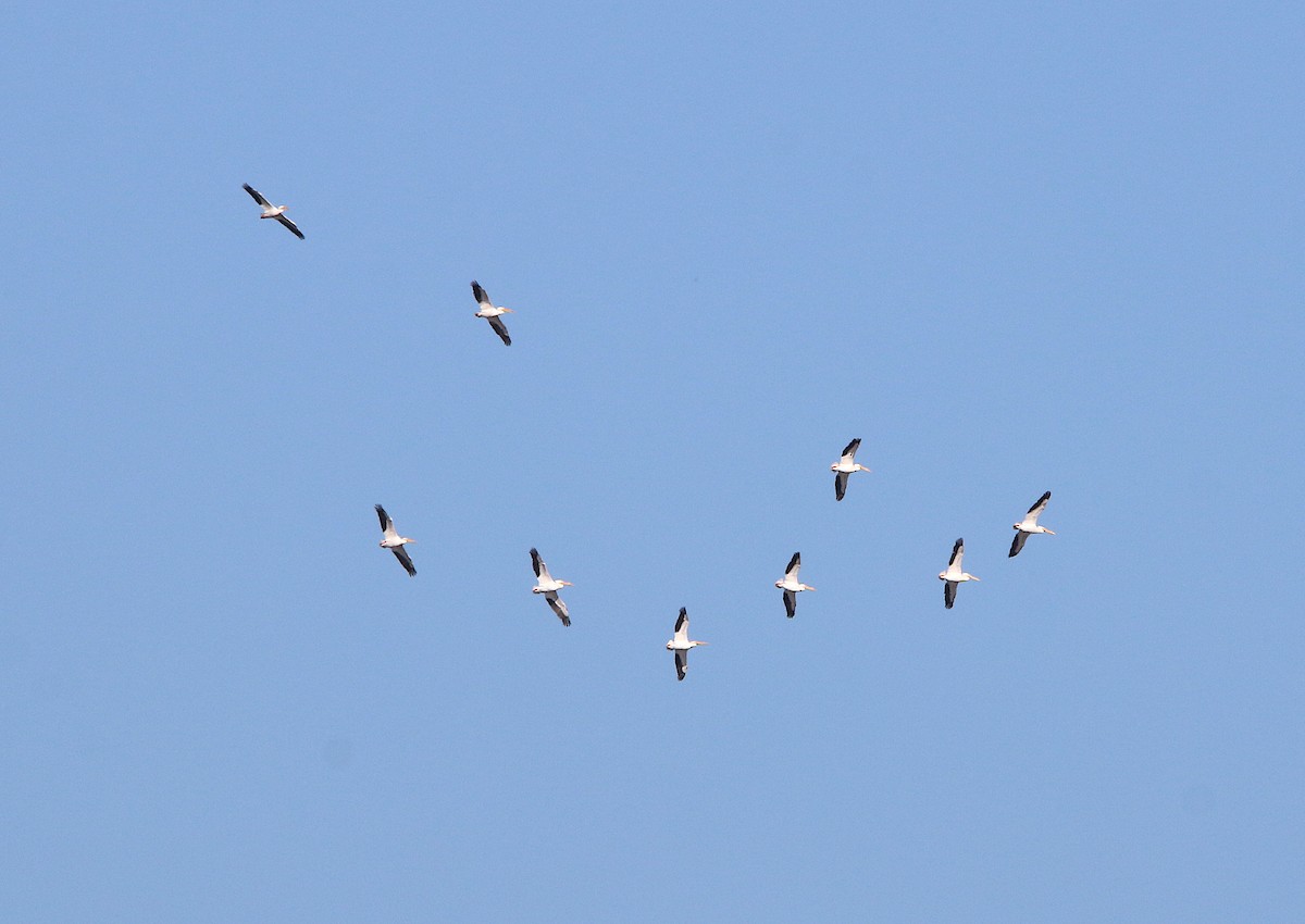 American White Pelican - ML145332921